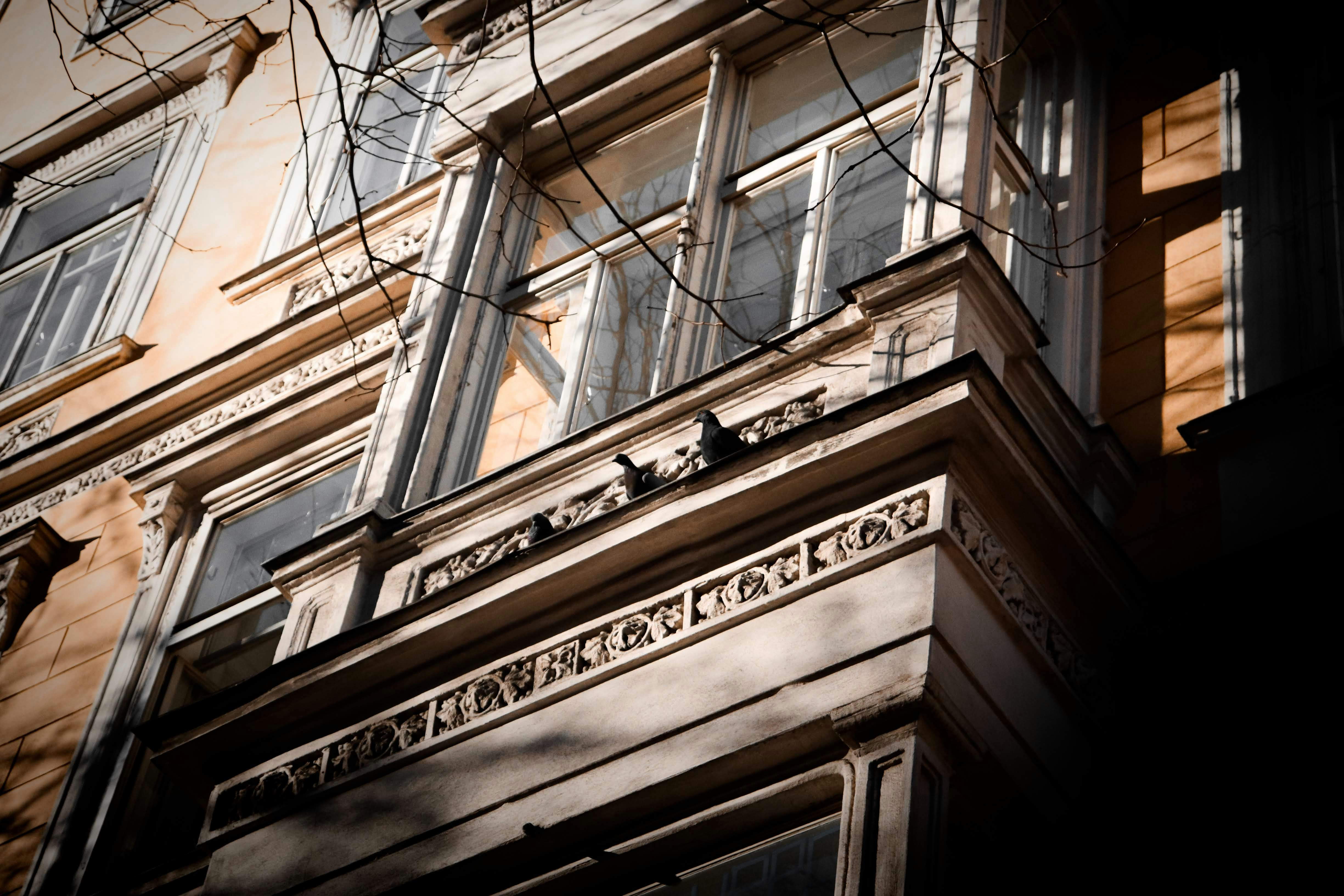 low angle photo of white concrete building, Pigeons enjoying the sun in Vienna