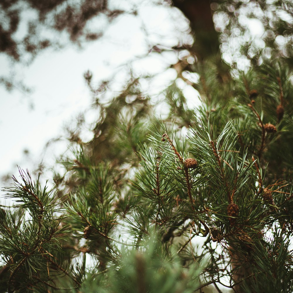 green-leafed tree