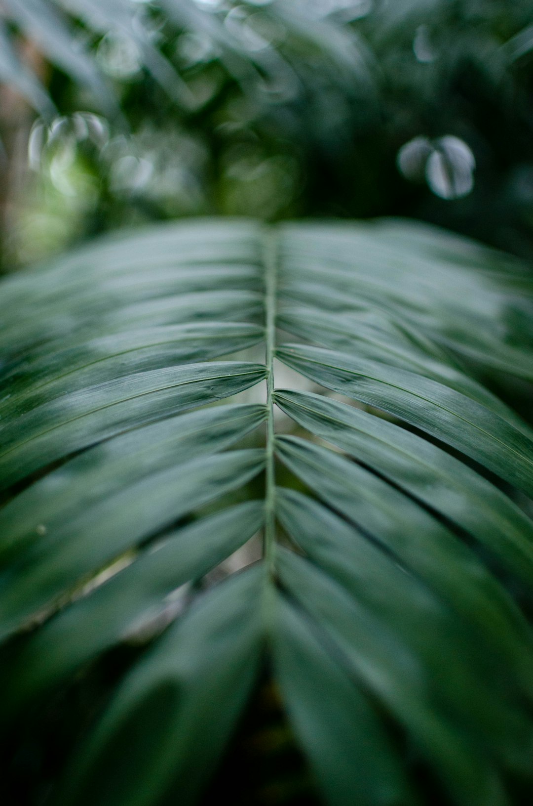 green-leafed plant