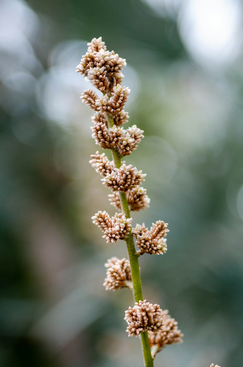 brown grass