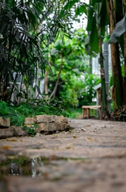green and brown leaf plant