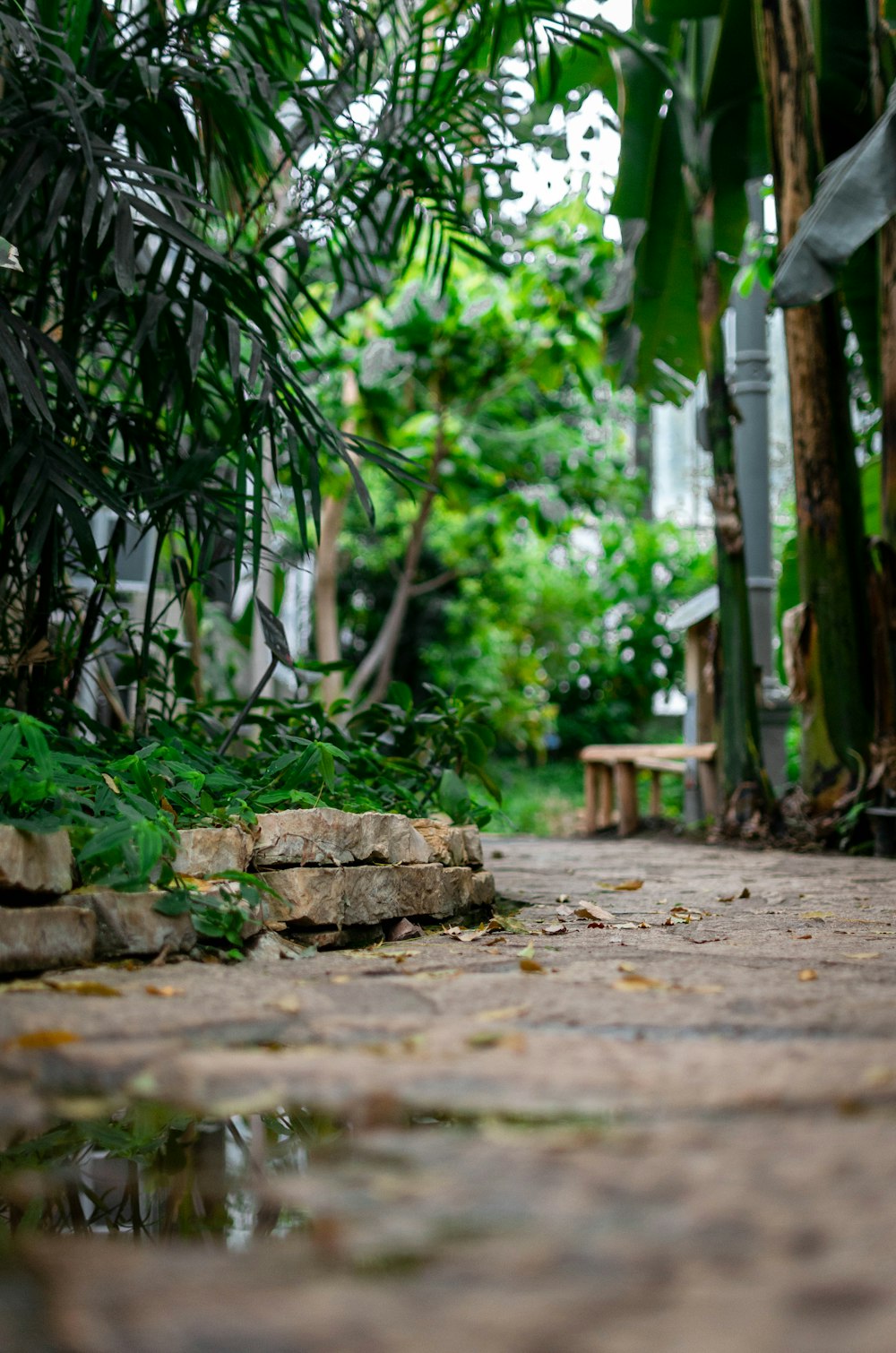 Planta de hoja verde y marrón