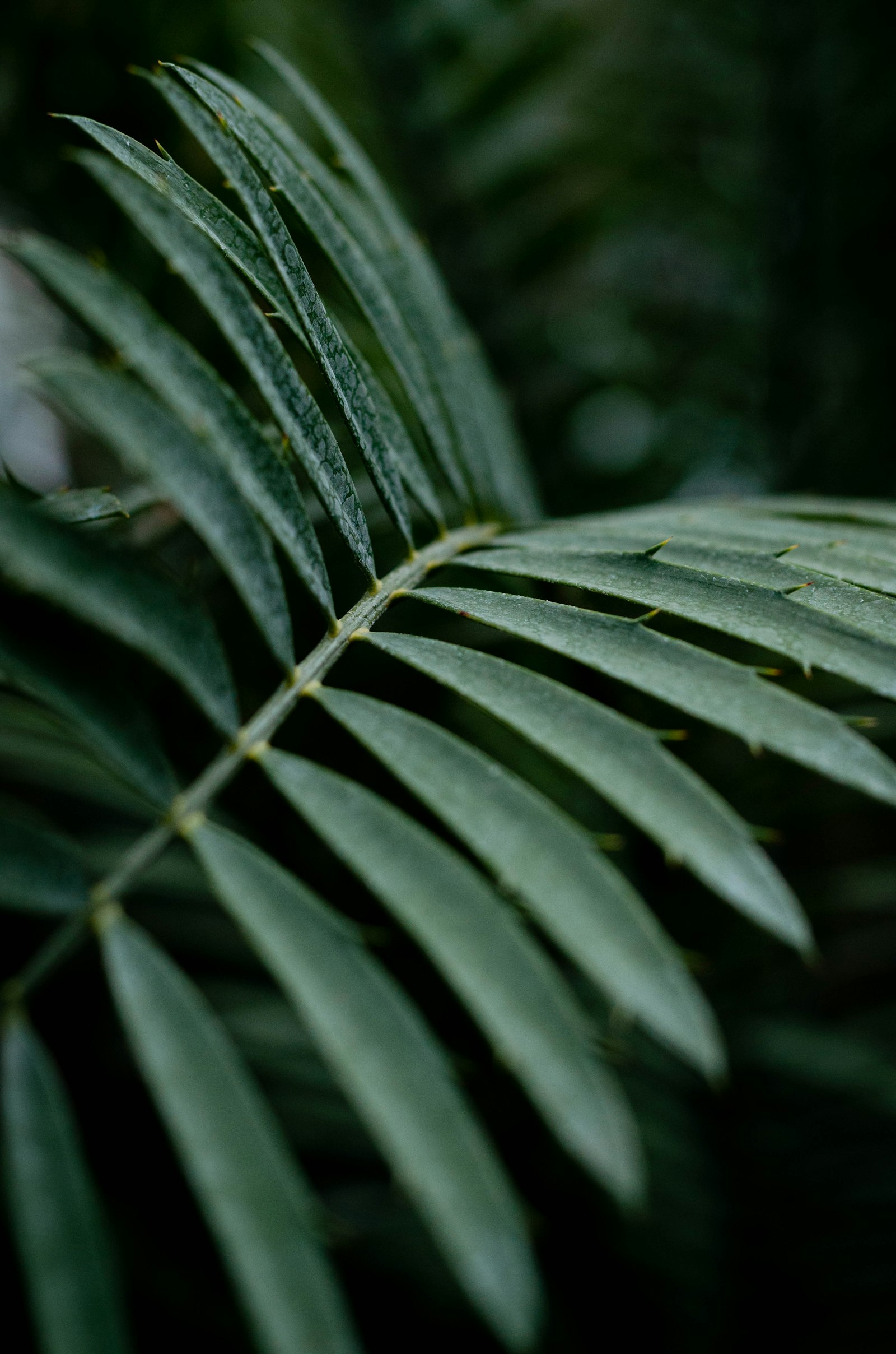 Sigma 50mm F1.4 DG HSM Art sample photo. Green-leafed plant photography