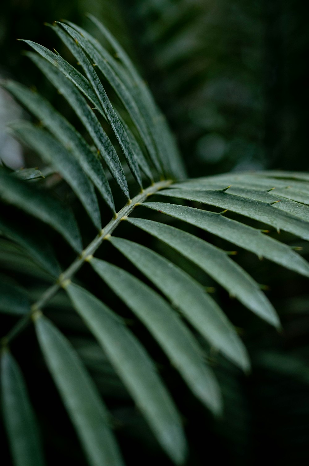 green-leafed plant