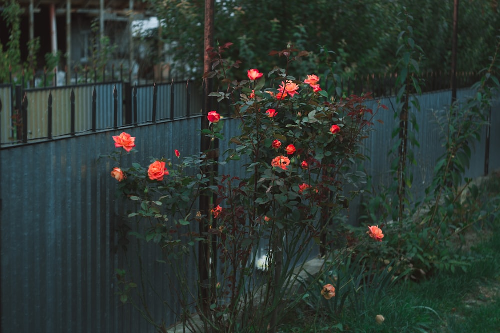 orange-petaled flower