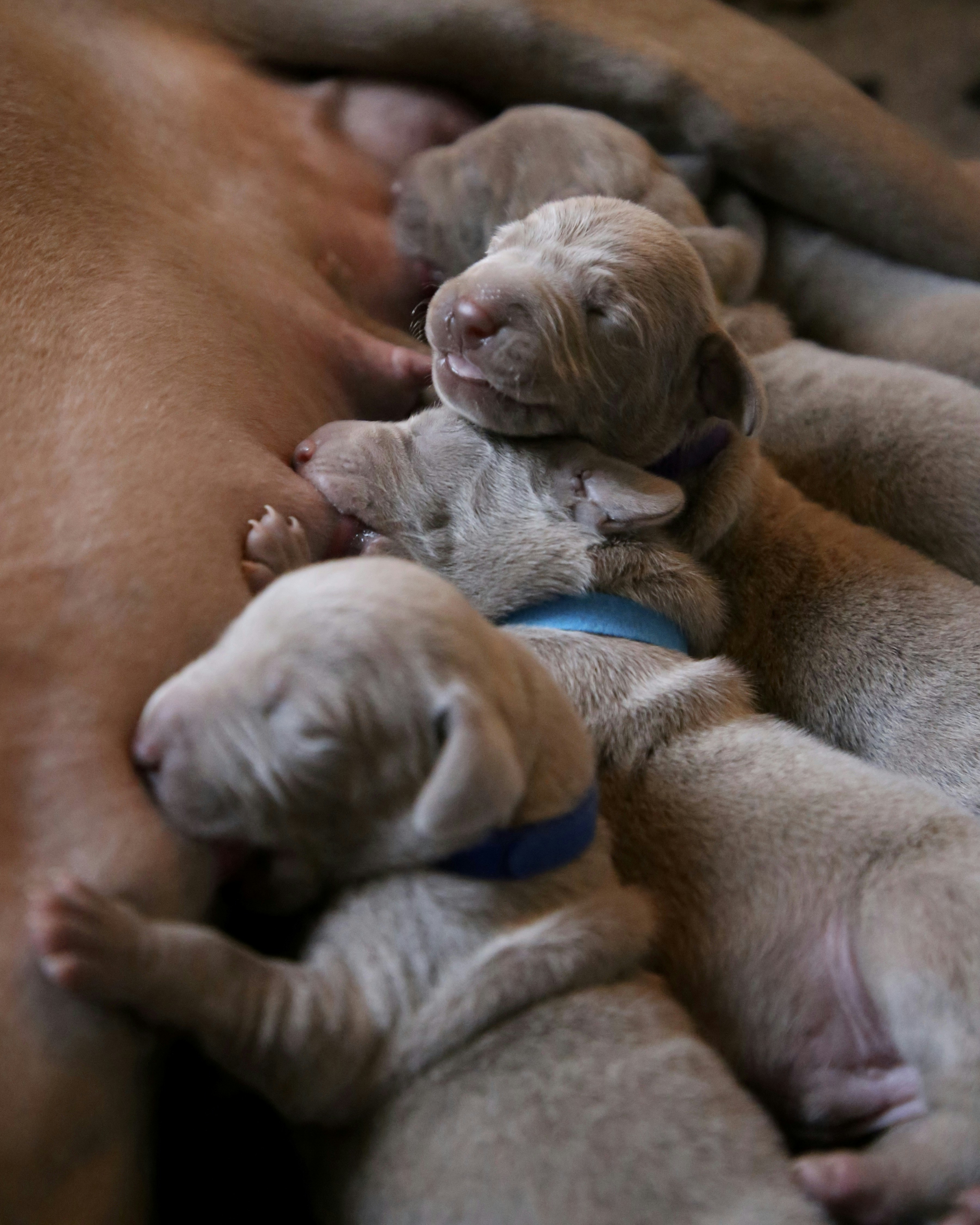 Quality Yorkie Puppies for Sale