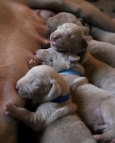 Several newborn puppies with light fur are closely cuddled together, appearing to be asleep. They are all nestled against the body of what is likely their mother. One puppy is wearing a small blue collar.