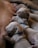 Several newborn puppies with light fur are closely cuddled together, appearing to be asleep. They are all nestled against the body of what is likely their mother. One puppy is wearing a small blue collar.