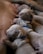 Several newborn puppies with light fur are closely cuddled together, appearing to be asleep. They are all nestled against the body of what is likely their mother. One puppy is wearing a small blue collar.