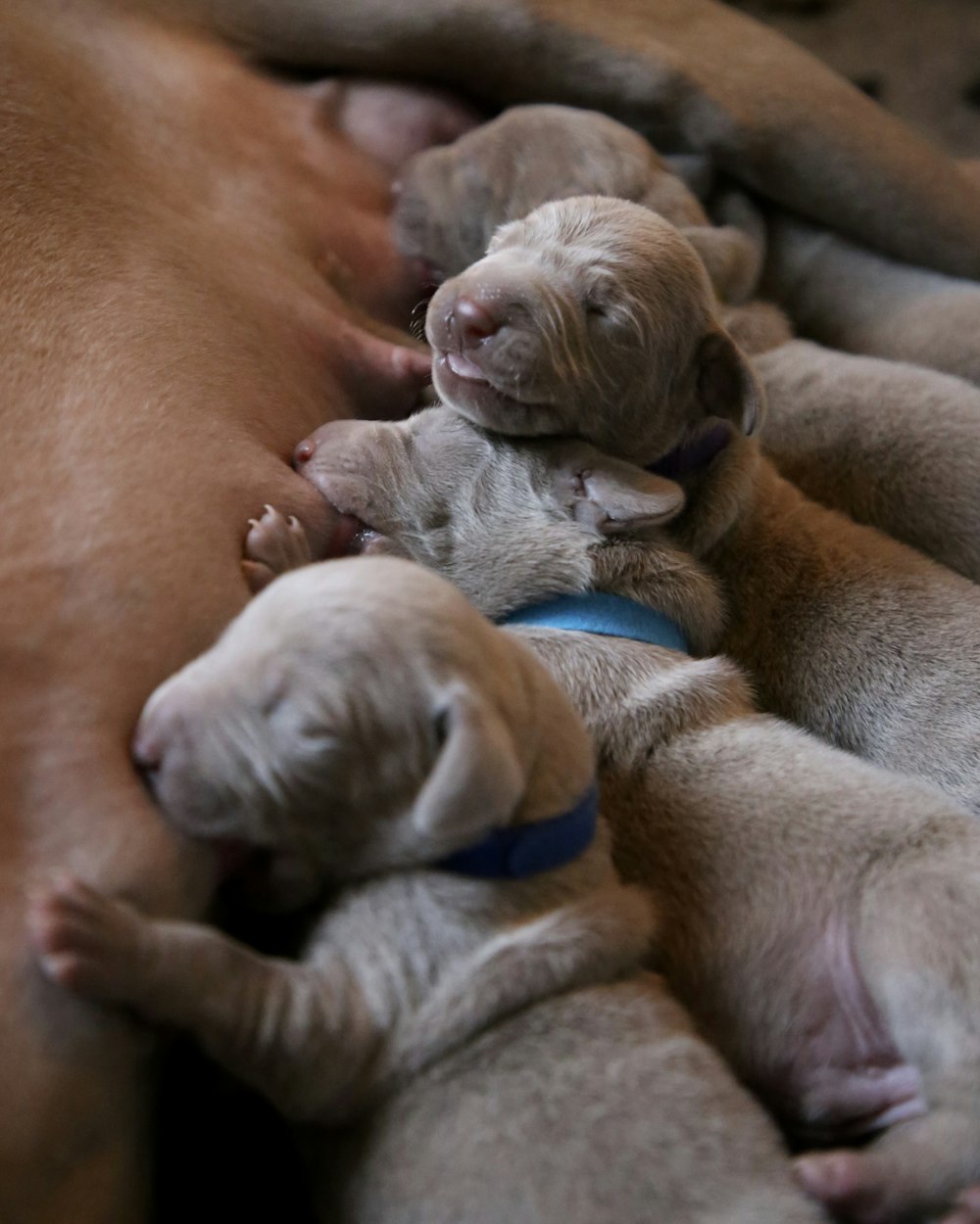 four gray puppies
