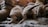 A group of fluffy puppies with light-colored fur are closely huddled together, wearing colored collars that suggest they are part of the same litter. They are lying on a soft, textured surface, and the focus is on their backs and tails.