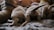 A group of fluffy puppies with light-colored fur are closely huddled together, wearing colored collars that suggest they are part of the same litter. They are lying on a soft, textured surface, and the focus is on their backs and tails.