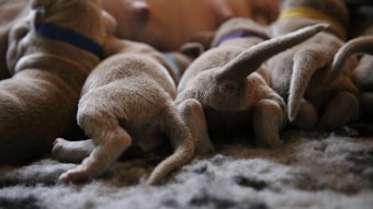 A group of fluffy puppies with light-colored fur are closely huddled together, wearing colored collars that suggest they are part of the same litter. They are lying on a soft, textured surface, and the focus is on their backs and tails.