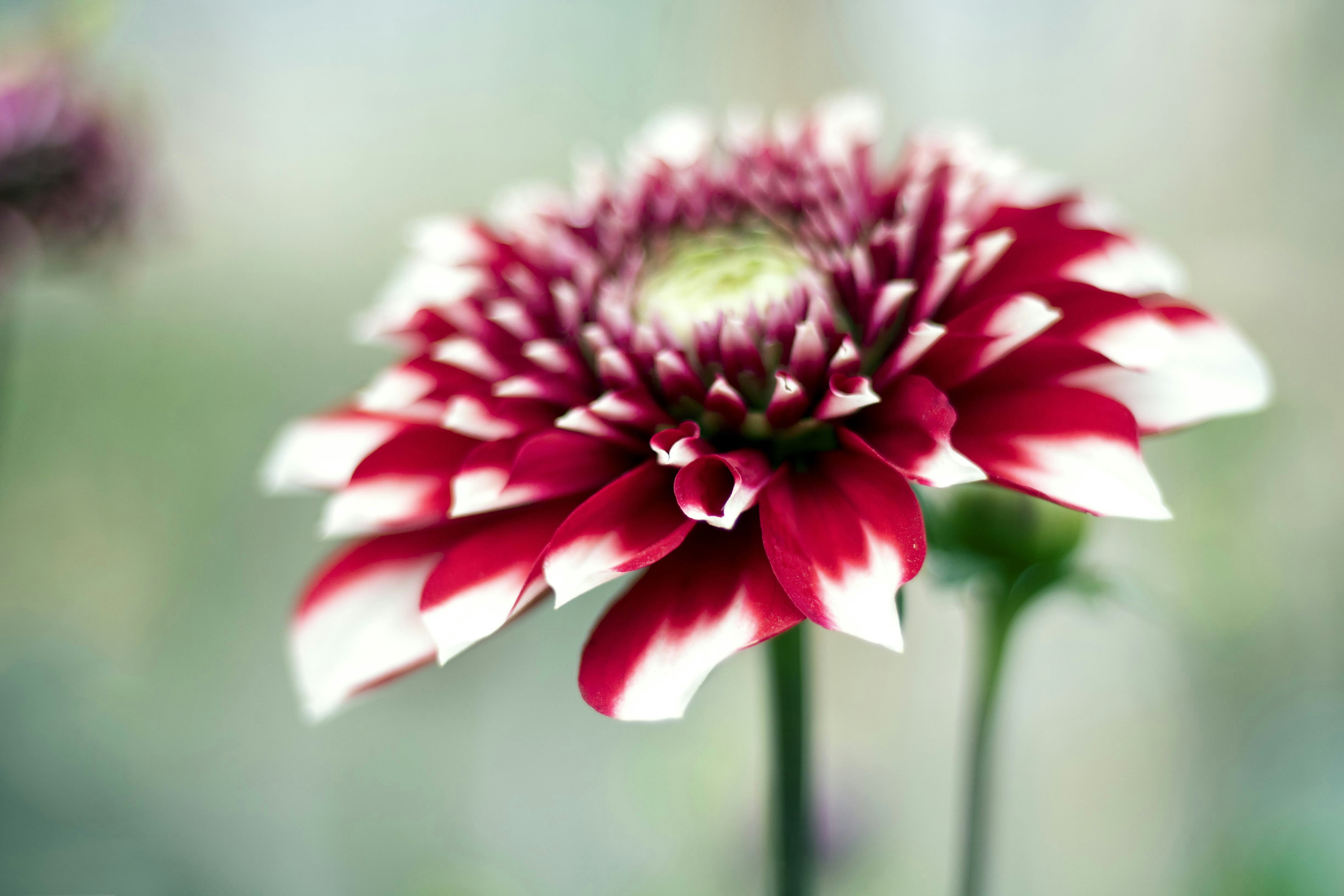 Photo by mamunsrizon