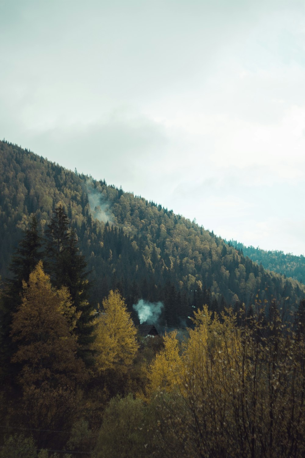 green and brown trees