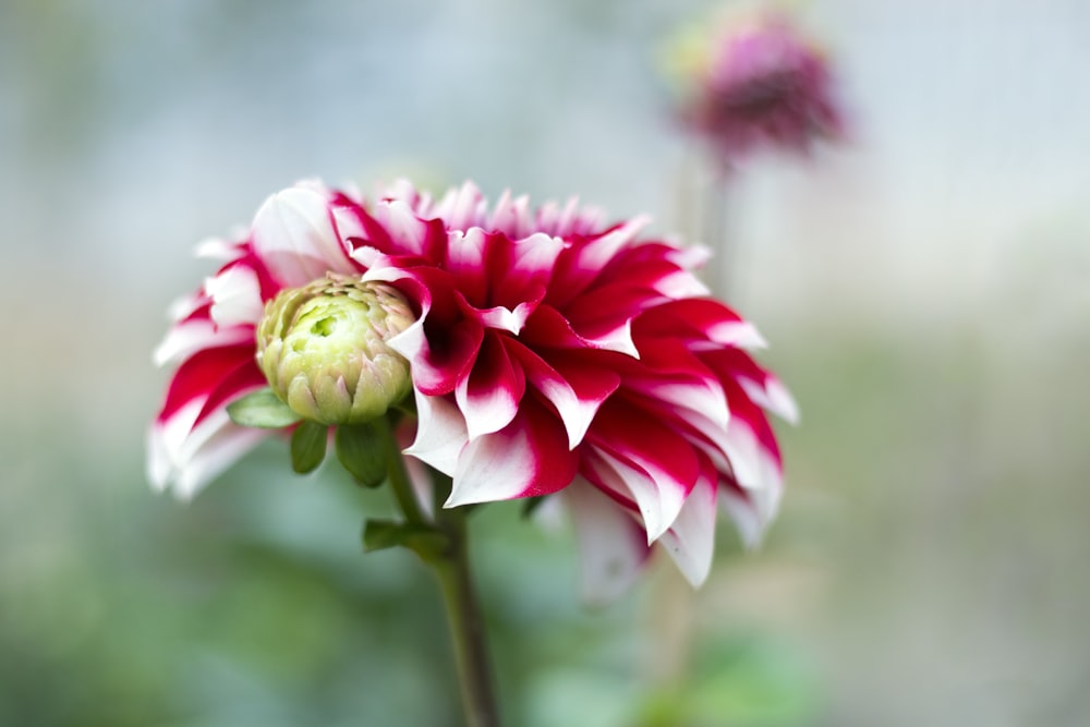 pink flower in bloom