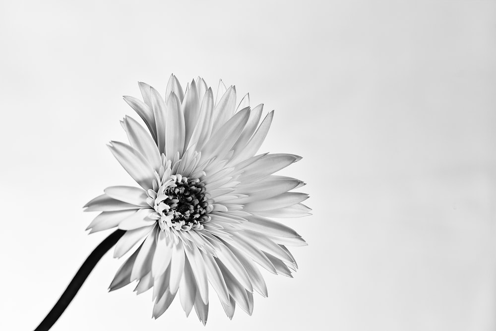 white daisy flower