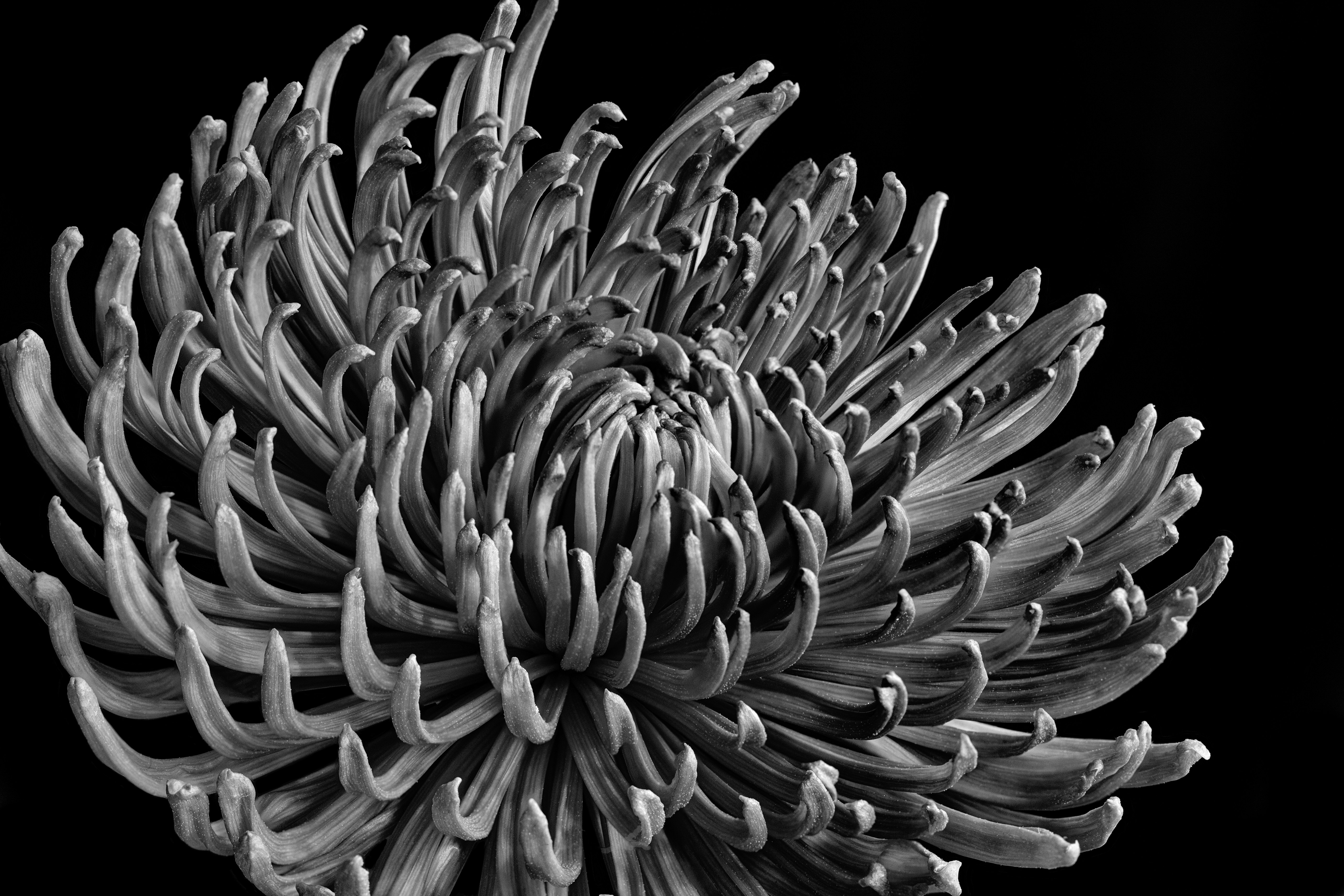 Photo by ronwhitaker