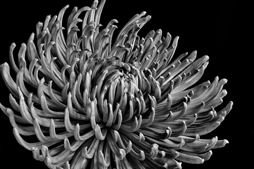 greyscale photography of flower