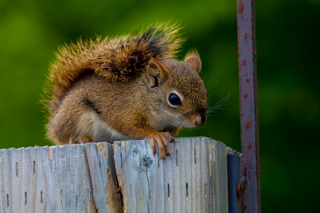 brown squirrel on blue wooden stand