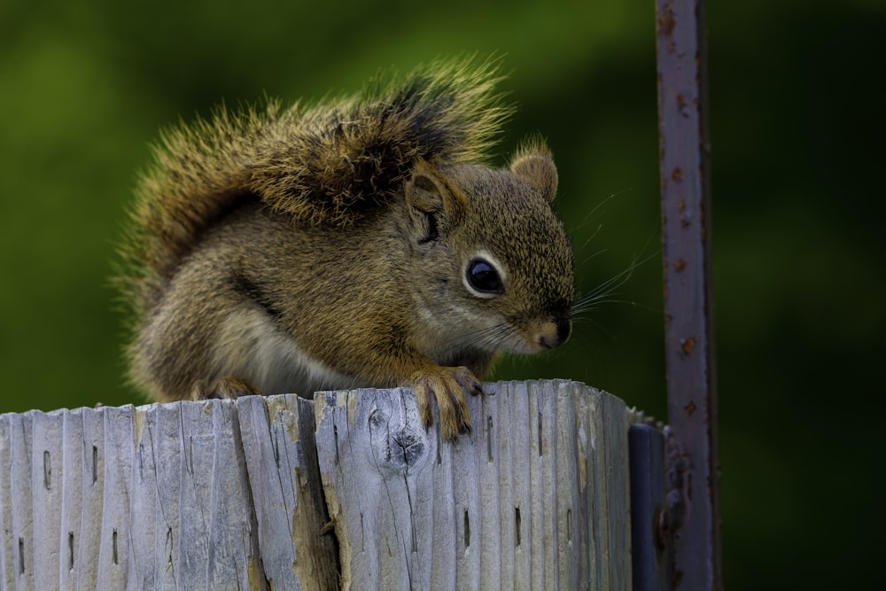 brown squirrel on blue wooden stand