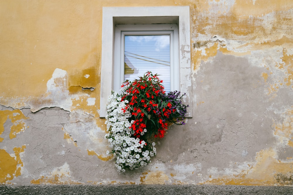 fleurs rouges et blanches par la fenêtre du bâtiment