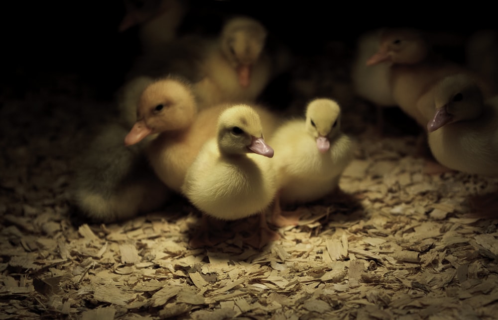 ducklings inside dim cage