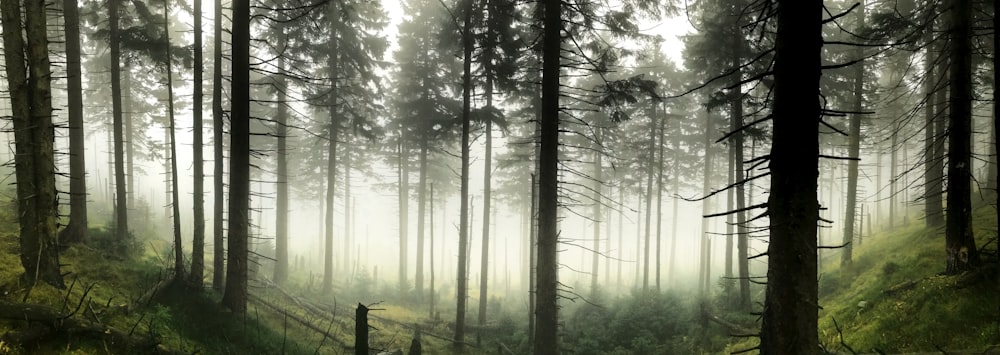 tall trees covered with fog