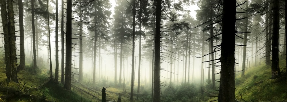 De grands arbres couverts de brouillard