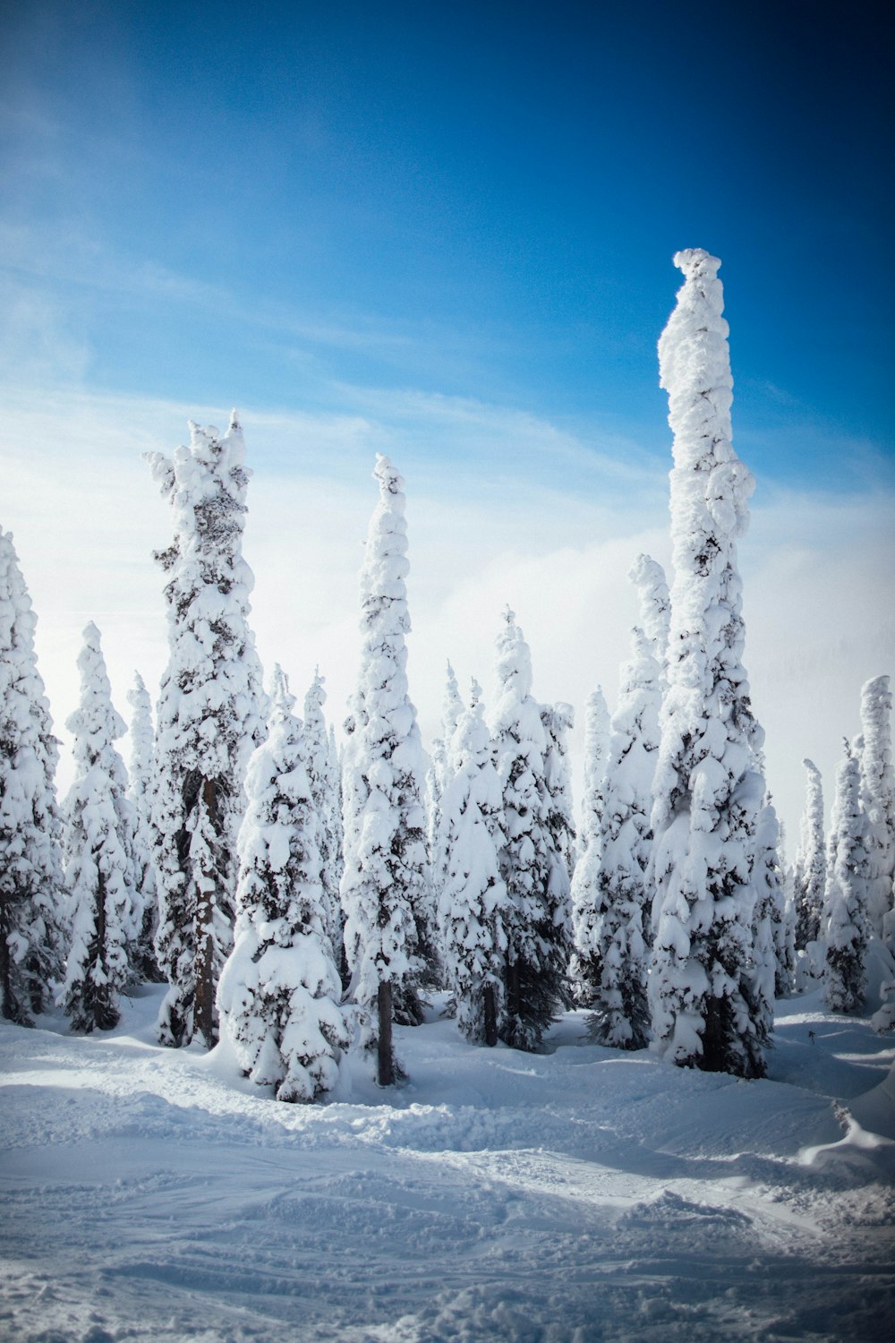 Alti alberi coperti di neve durante il giorno