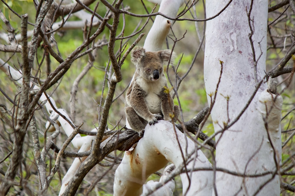 brown koala bear on tree