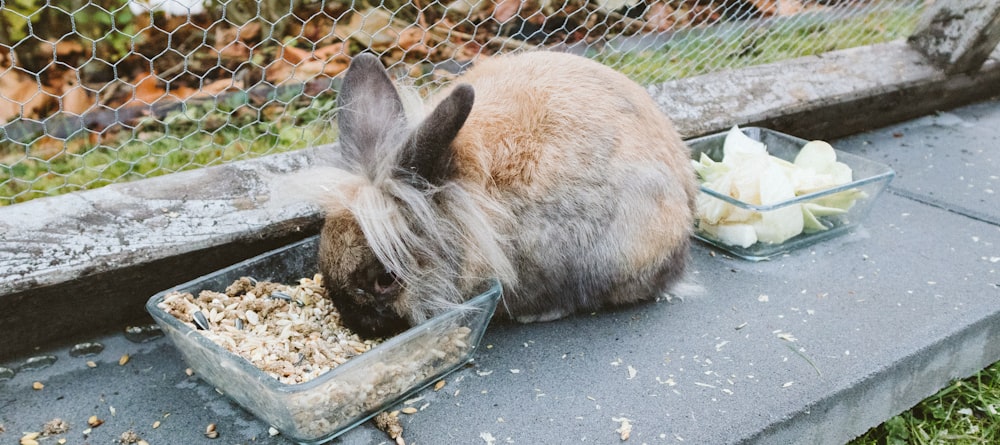 brown rabbit