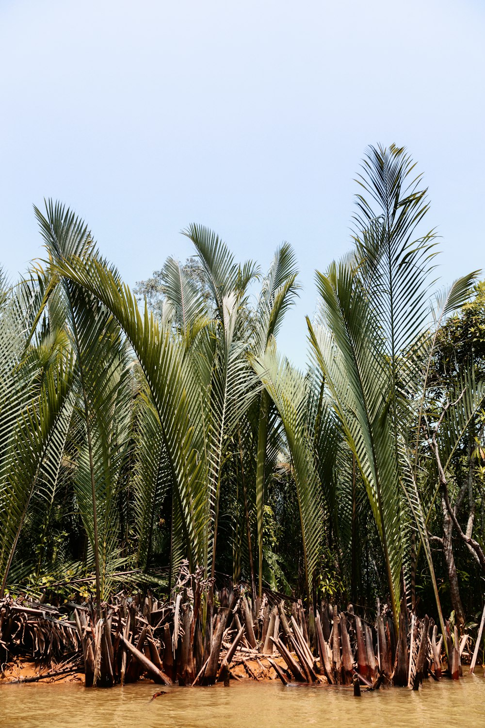 green palm trees