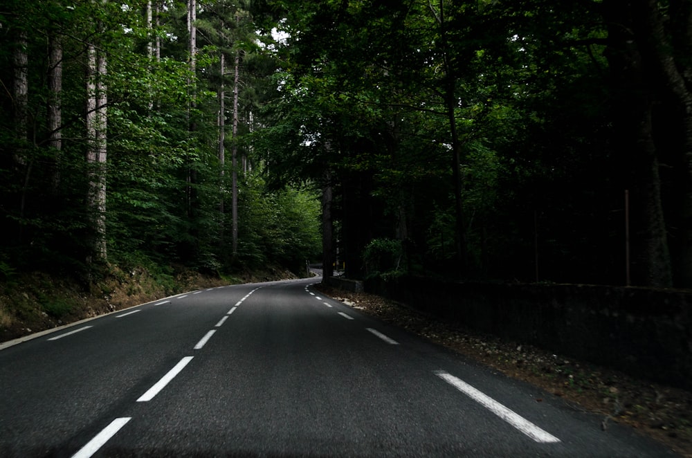 trees and road