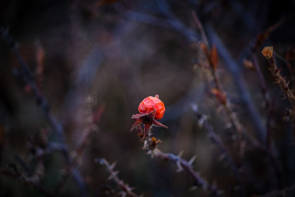 オレンジ色の花びらの花