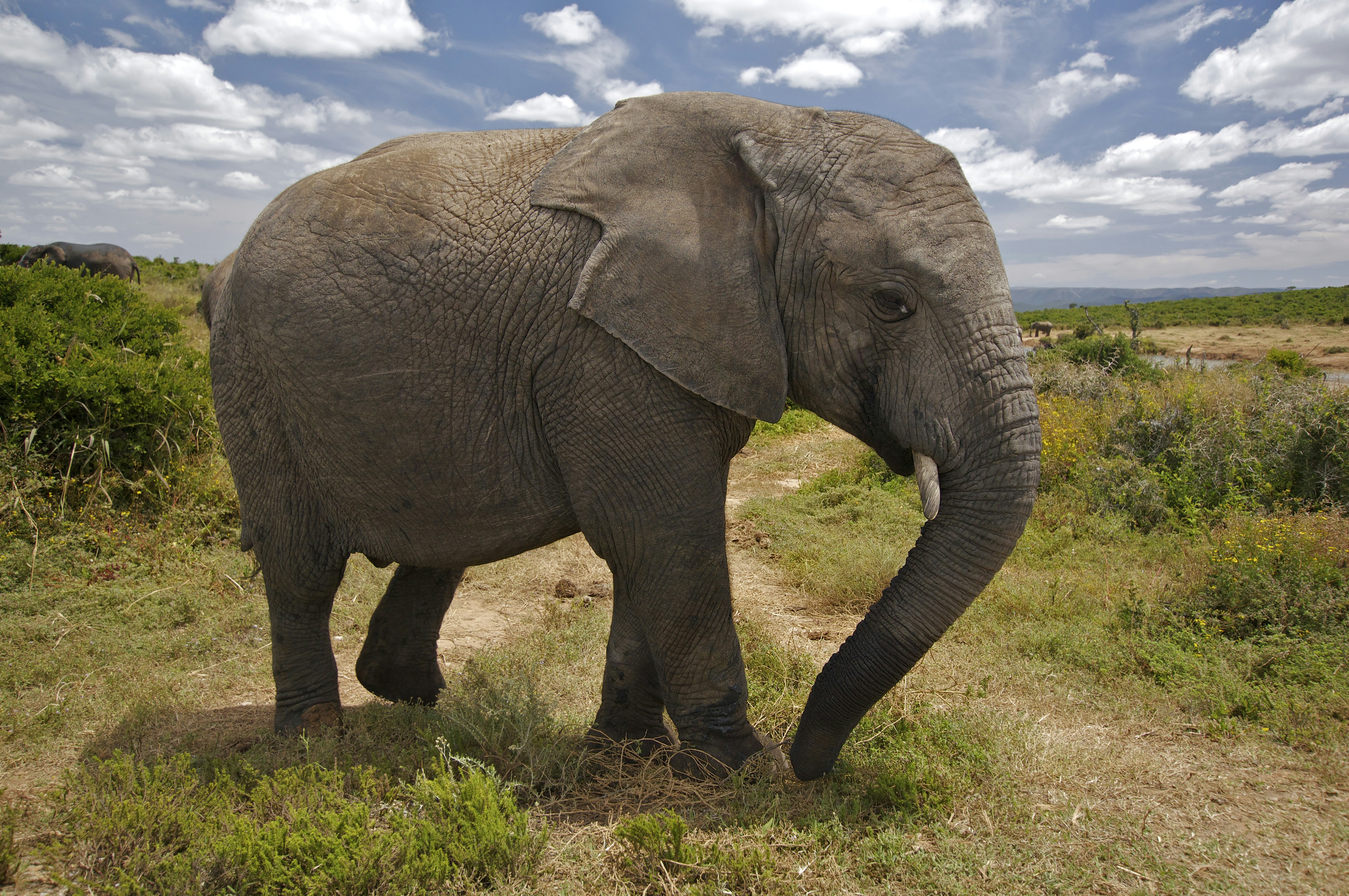 Elephant ride in Srilanka
