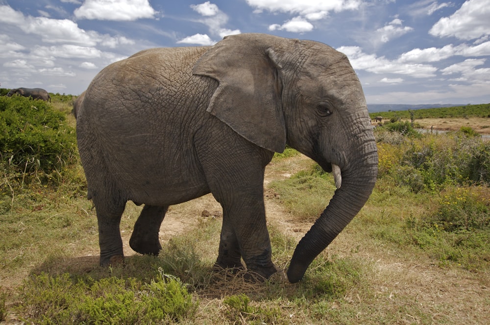 brauner Elefant