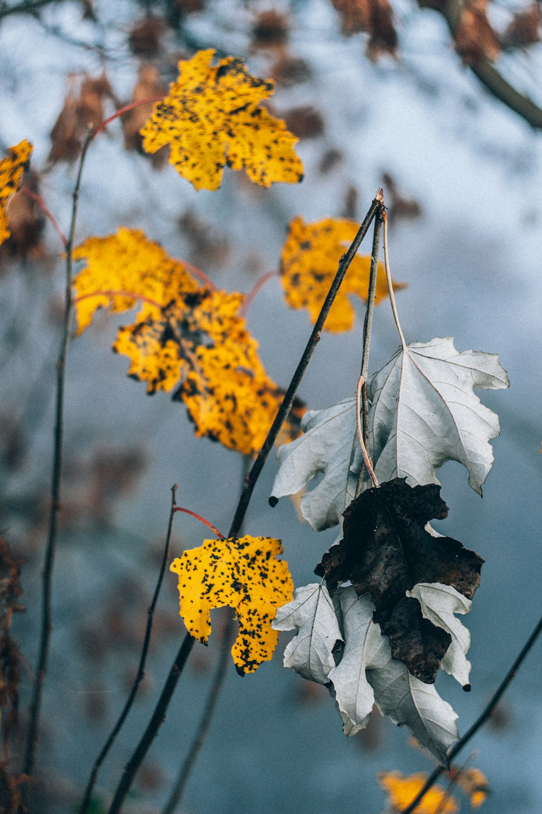 dried-out leaf on branch during daytime