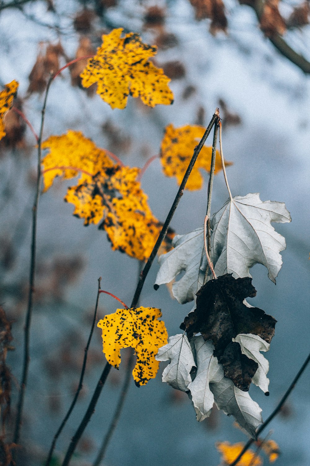 dried-out leaf on branch during daytime