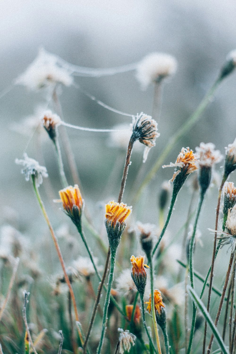 Foto a fuoco selettiva del fiore del cosmo