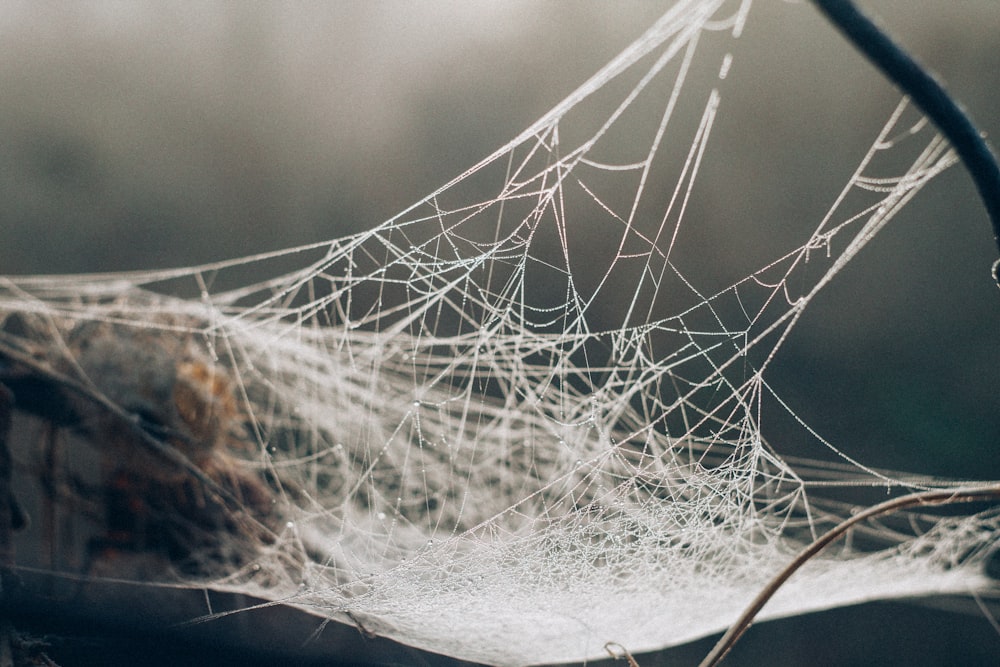 white spider web in selective focus photography
