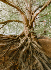 green tree during daytime