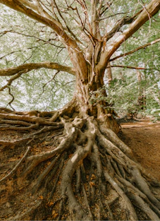 green tree during daytime