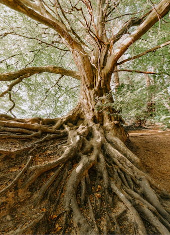 green tree during daytime