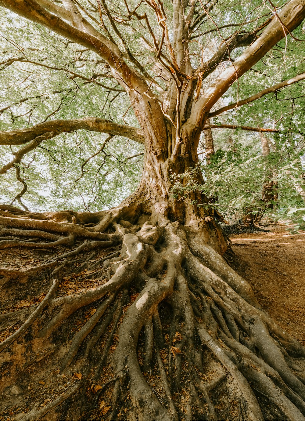 árbol verde durante el día