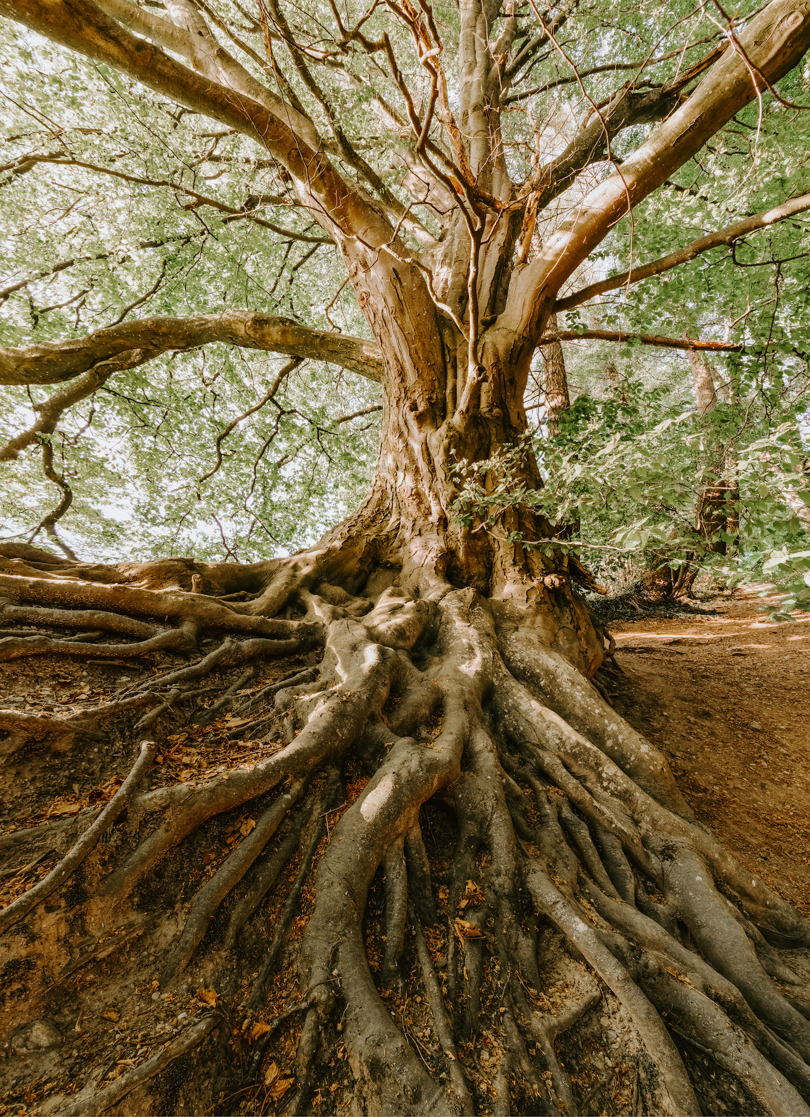 Ancient roots, sepia