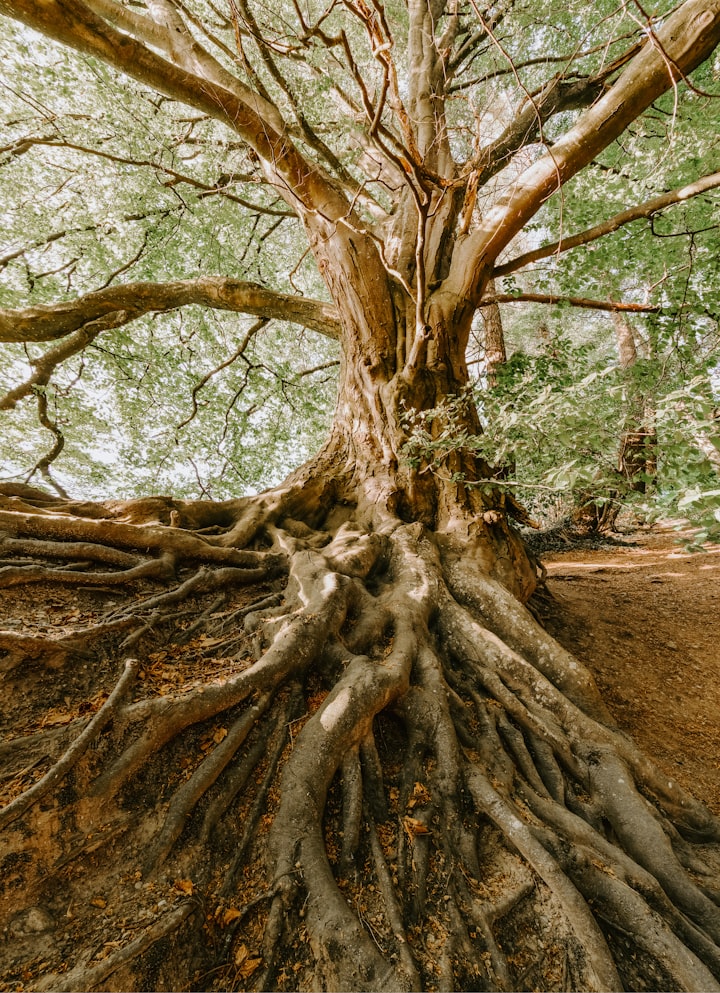 The Memory of A Tree