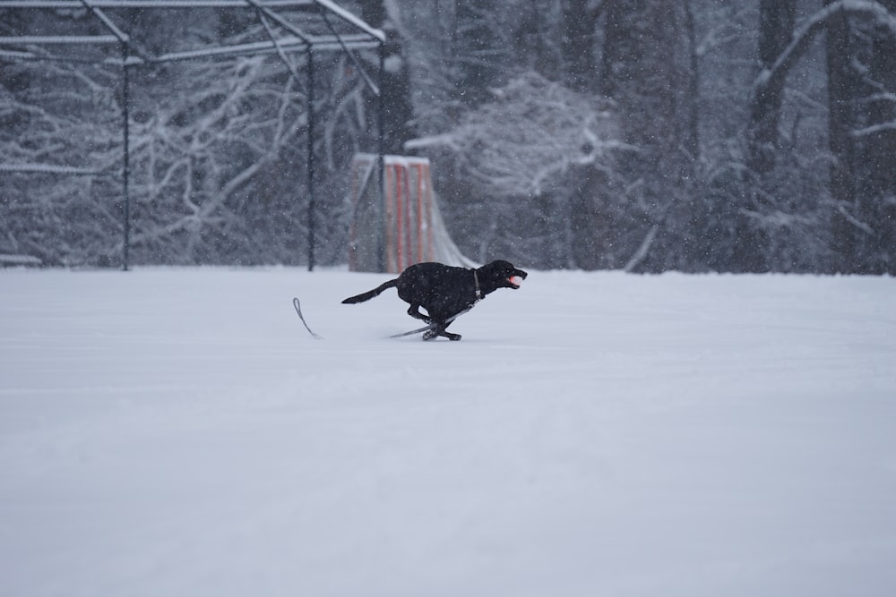 black dog running on snow covered ground