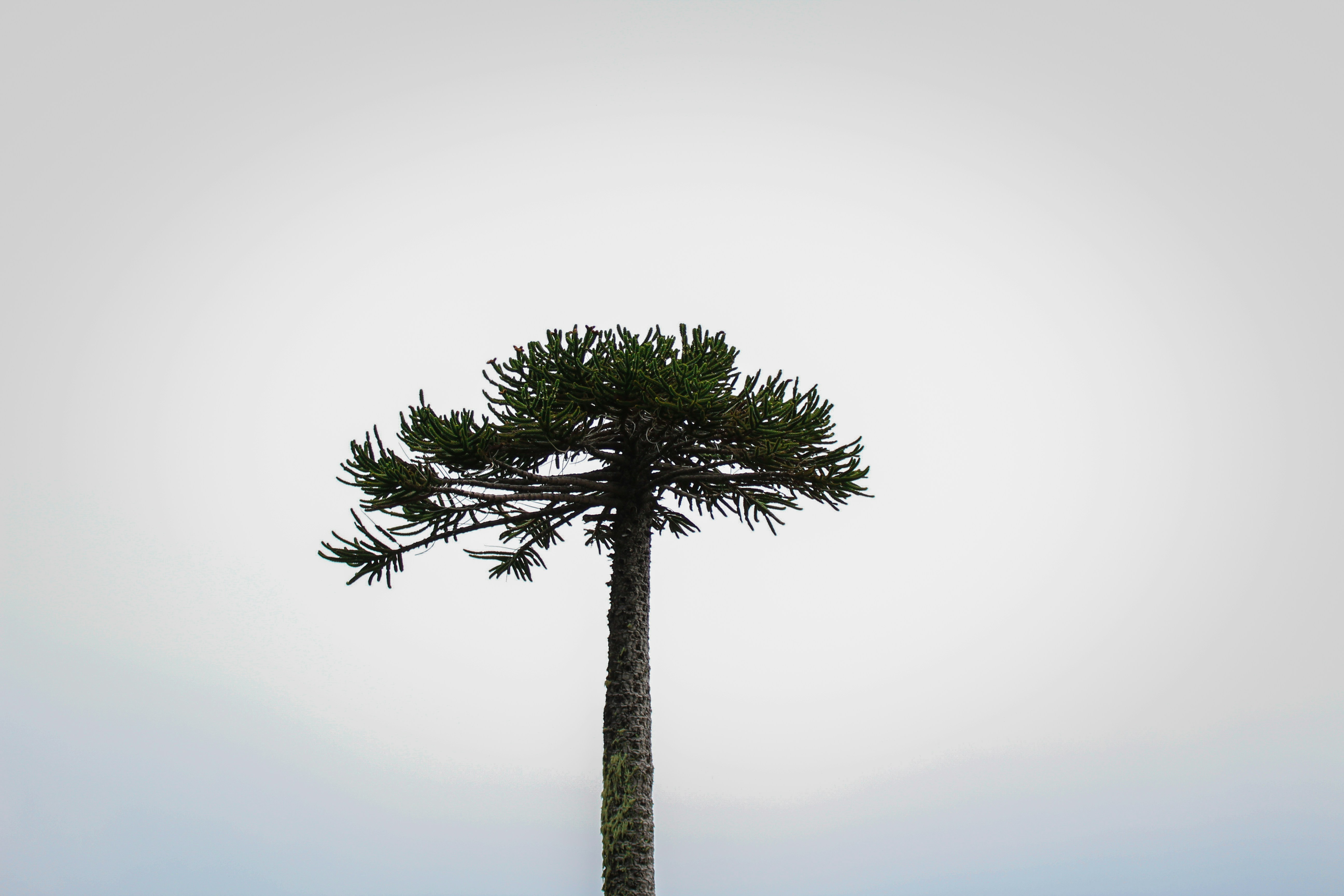 photo-1547404908-99a934409900?ixlib=rb-1.2.1&ixid=eyJhcHBfaWQiOjEyMDd9&auto=format&fit=crop&w=1500&q=80