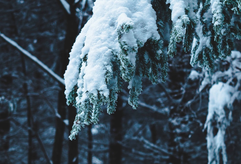 snow covered trees